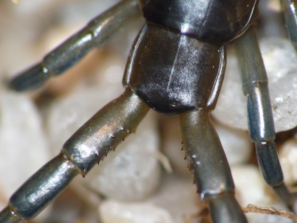 Scolopendra cingulata?.... Scolopendra cfr. oraniensis